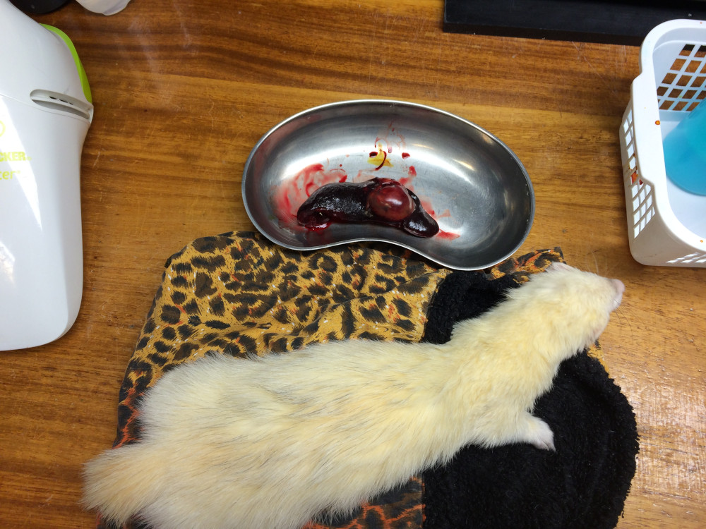 Vergrote milt met fret